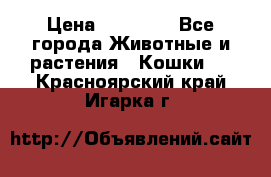 Zolton › Цена ­ 30 000 - Все города Животные и растения » Кошки   . Красноярский край,Игарка г.